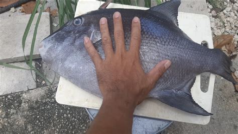 How to Clean & Cook TriggerFish/Pakol Fish..Lasang Pinoy Style.